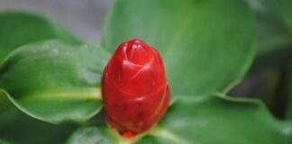 Ile kosztowało PS4 w dniu premiery?